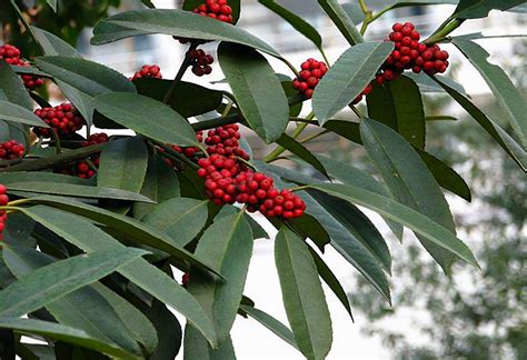 冬青樹簡介|冬青（冬青科冬青属植物）